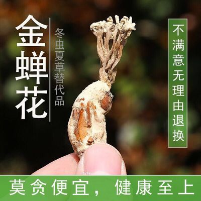 竹林2021年大别山新货包邮金蝉花