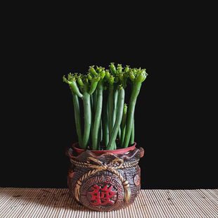 光棍树多肉植物室内客厅四季常青绿植办公室桌面创意珊瑚树棒盆景