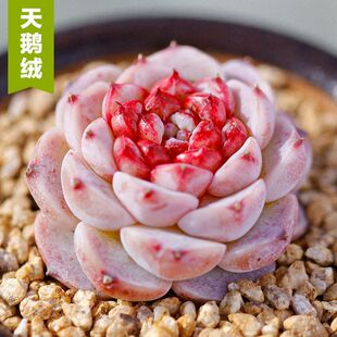 糖心天鹅绒多肉植物多头大颗老桩盆栽小苗肉肉办公桌面花卉防辐射