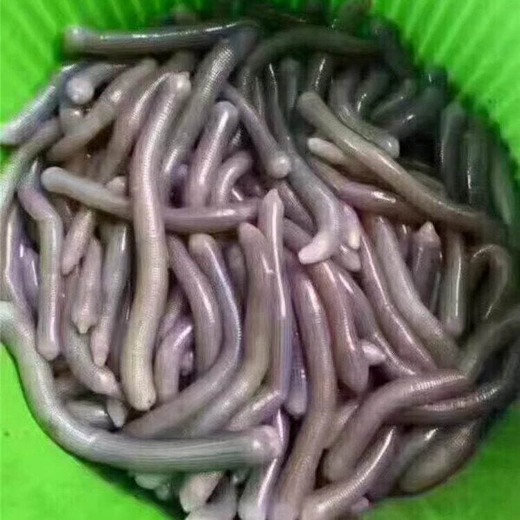 海肠新鲜海肠即食新鲜东山岛海鲜水产鲜活海肠皮沙虫新鲜海肠子