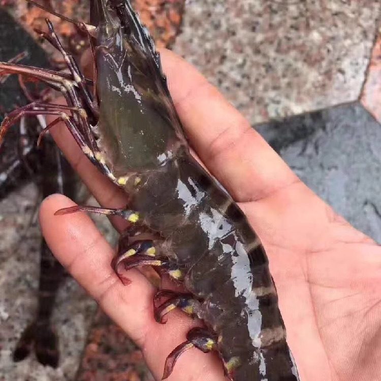 野生大黑虎虾大黑节虾东山岛海鲜黑虎虾草虾大虾新鲜鲜活冷冻海鲜