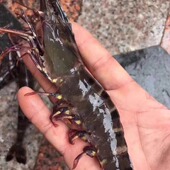 野生大黑虎虾大黑节虾东山岛海鲜黑虎虾草虾大虾新鲜鲜活冷冻海鲜