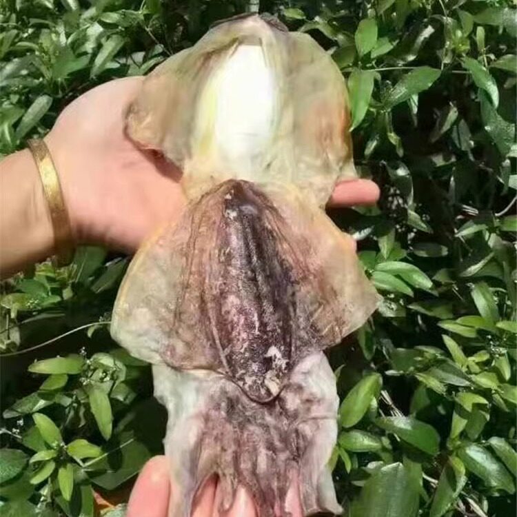 淡晒野生大墨鱼干乌贼目鱼大乌鱼海鲜干货海产品零添加东山岛海鲜