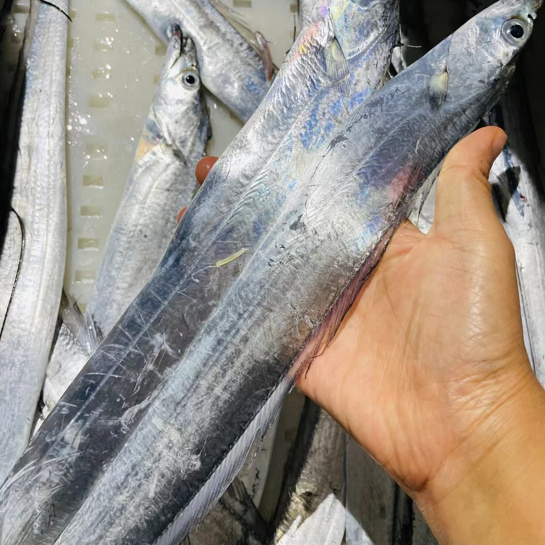 黑眼中带鱼肉嫩鲜美野生带鱼东山岛海鲜新鲜带鱼东海带鱼切段带鱼