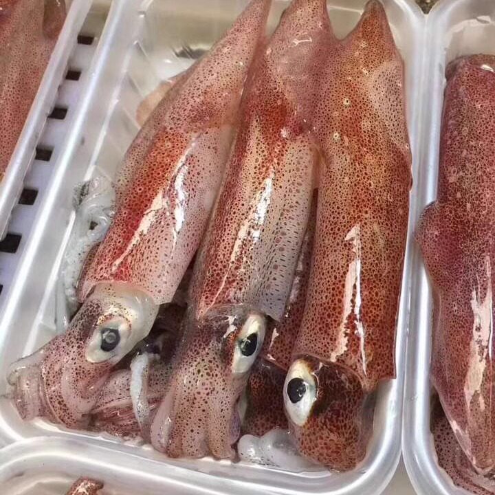 带籽红管带饭印尼管小管活小鱿鱼东山岛海鲜小墨鱼仔海兔子
