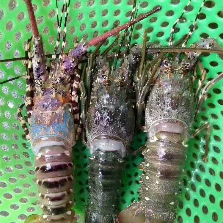 深海捕捞野生小青龙虾澳洲龙澳龙花龙虾青龙虾4斤包邮东山岛海鲜
