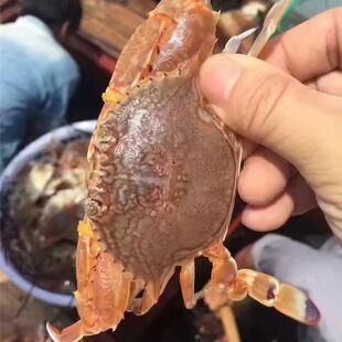 东山岛梭子蟹鲜活海鲜大螃蟹海蟹白蟹飞蟹一口蟹膏蟹青蟹花蟹