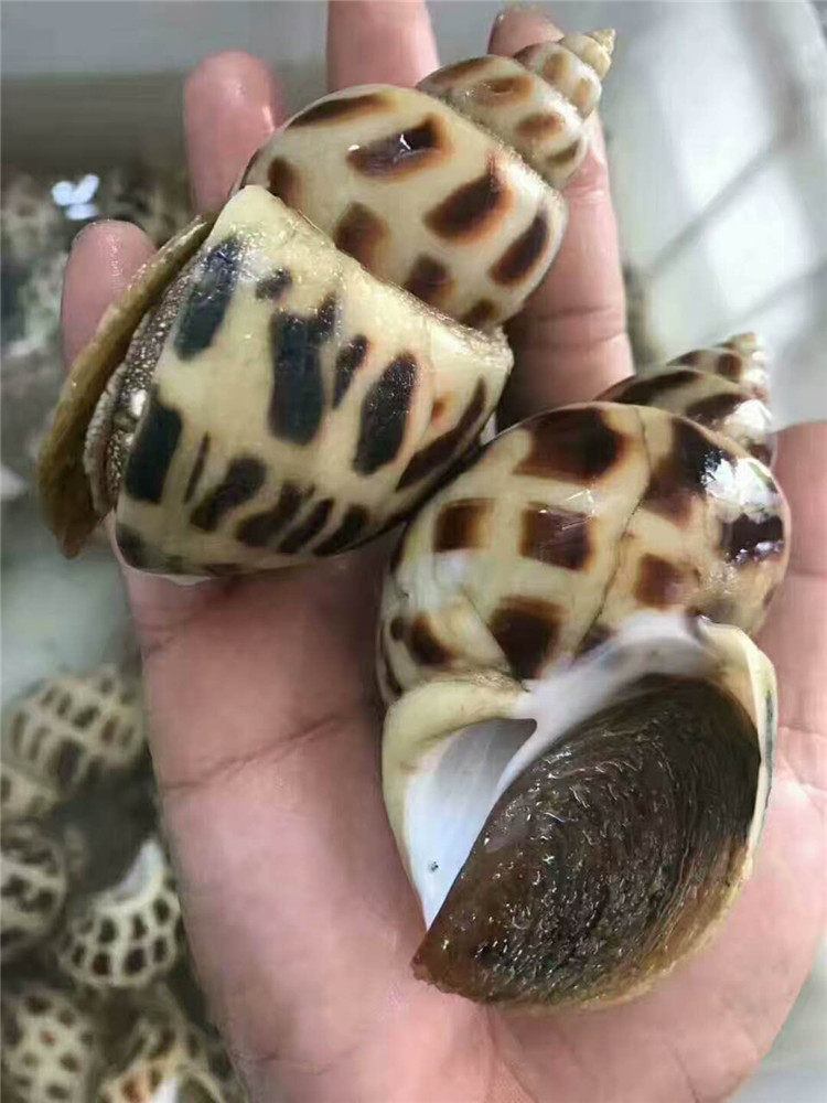 东山岛海鲜 鲜活花螺 大海螺美味香螺海猪螺东风螺南风螺