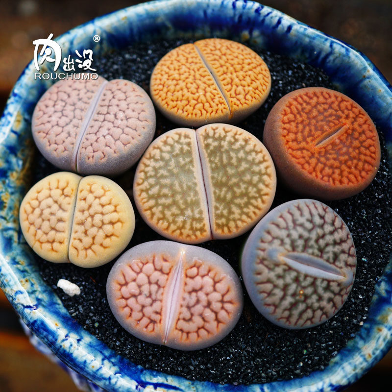 露美玉富贵玉母本一物一拍白富贵珊瑚玉像荒玉番杏科pp生石花多肉