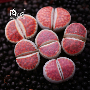 朱唇玉SUM一物一拍全窗红窗冰橙生石花肉出没园艺满 包邮