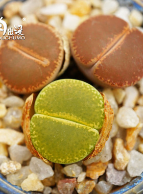 全窗紫勋绿宝石C153和田玉弁天C36a大窗番杏科屁屁石头多肉植物pp