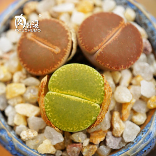 多肉植物一物一拍生石花