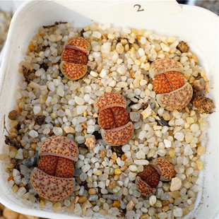 2/6番杏直播链接    血点朝贡5颗  2号