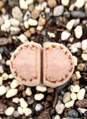 C217饼干全窗糖霜奶盖生石花寿丽玉系列多肉植物番杏科