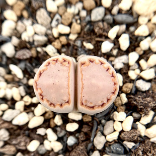 C217饼干全窗糖霜奶盖生石花寿丽玉系列多肉植物番杏科