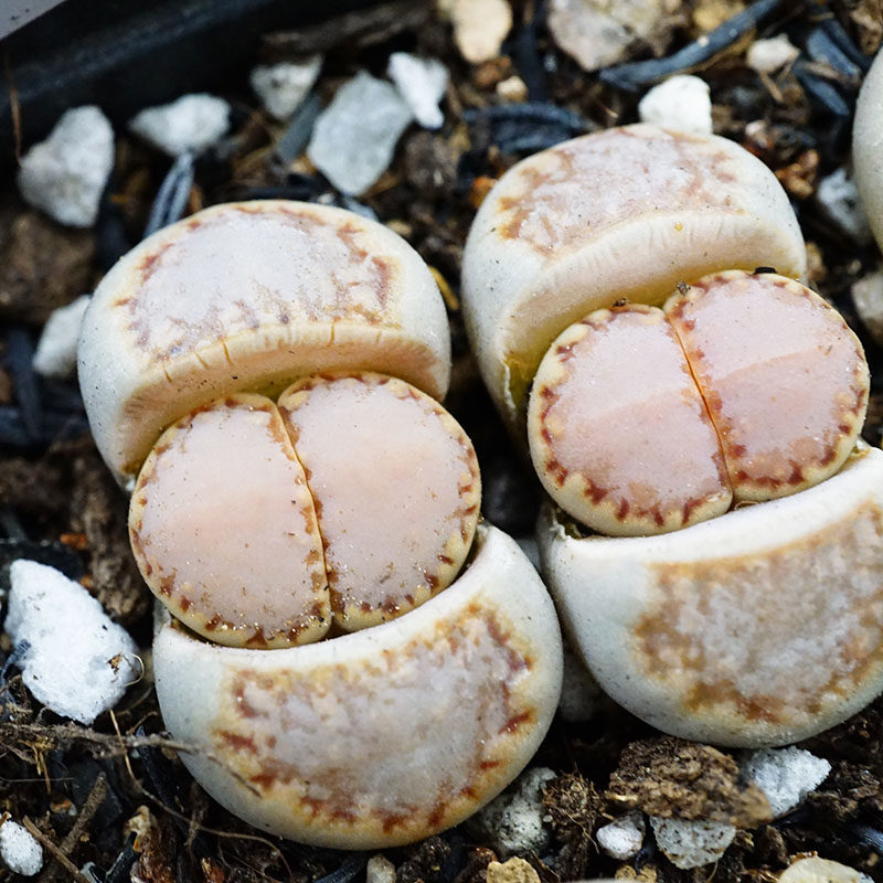 c217饼干全窗糖霜奶盖生石花寿丽玉系列多肉植物番杏科