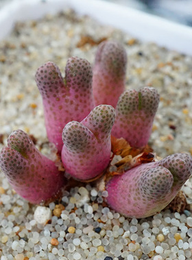 955D斑马园艺肉锥番杏多肉植物单双头原始草莓斑马肉出没园艺