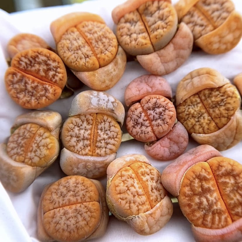 四年五脱拿铁咖啡c309a极品荒玉一物一拍苗多肉植物番杏科生石花