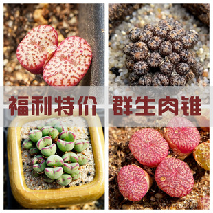 【粉丝福利】大群生墨小锥勋章烧麦肉锥特价清棚番杏整盆带盆土
