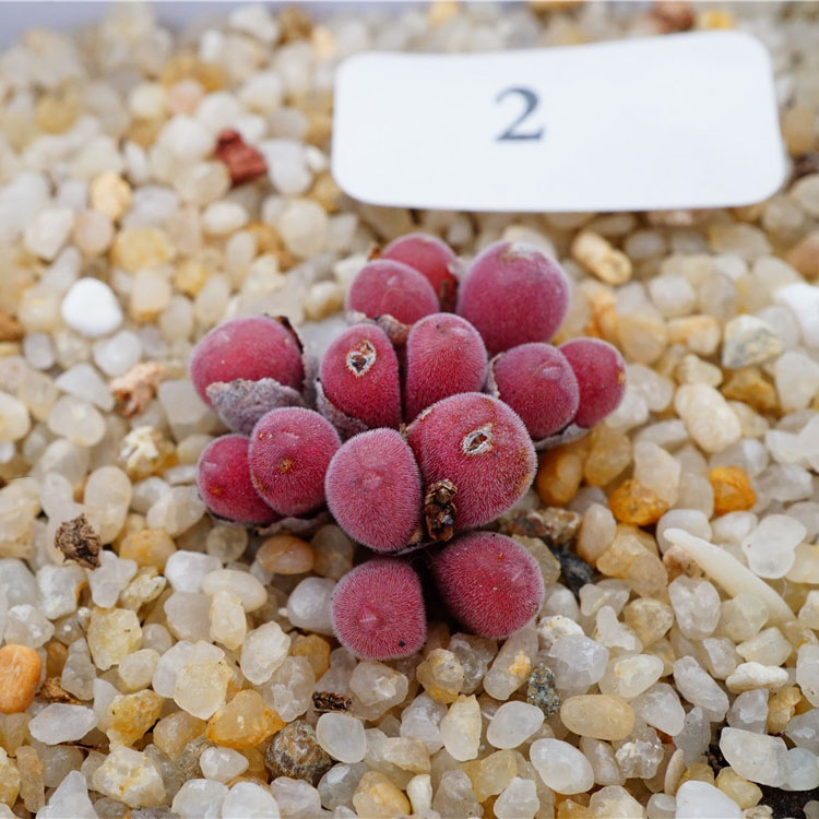 【定期更新】1-50号 9月8多肉植物