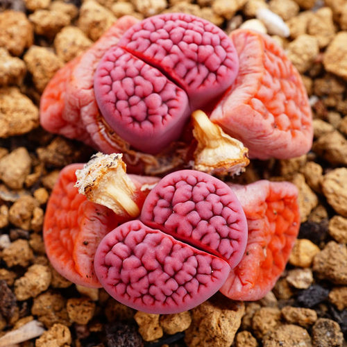 阿克塞尔玫瑰2022年秋播