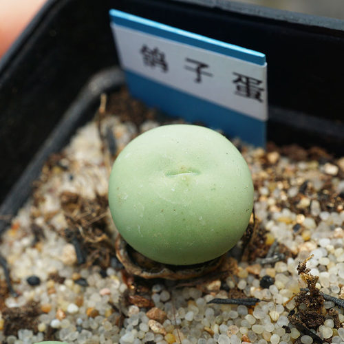 两年苗番杏科园艺多肉植物