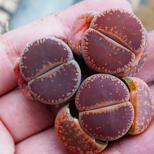 大窗酒红日轮番杏科pp园艺生石花