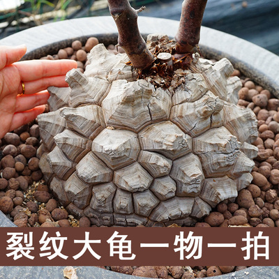 大年份园艺龟甲龙越养越圆