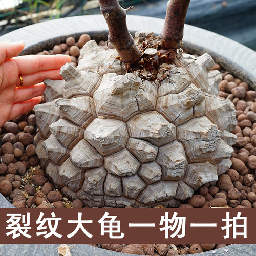 大年份园艺龟甲龙越养越圆