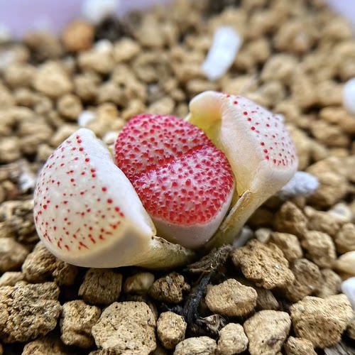 阳台顶楼非常简单生石花血点密集