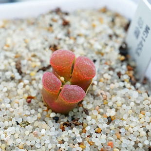 风铃玉母本磁铁蛋糕红网格番杏科肉锥透明非毛汉尼拉登肉出没园艺