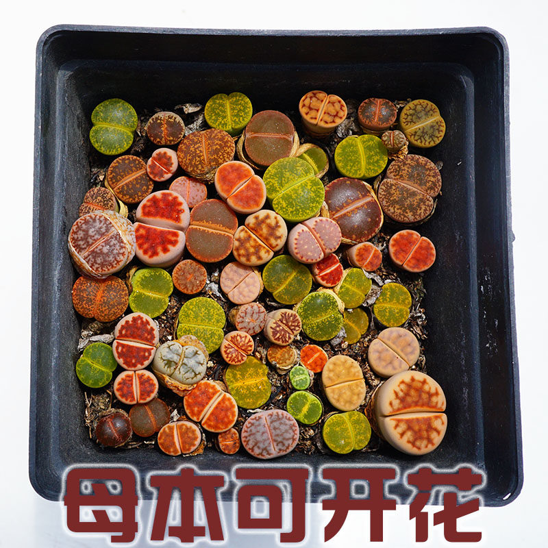 10cm盆PP拼盘整盆带土三年生石花番杏多肉植物一物一拍亏本包邮
