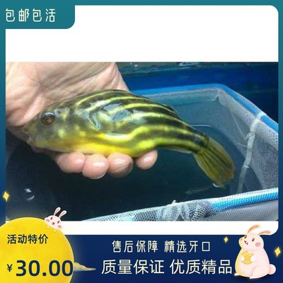 河豚非洲凶猛斑马狗头精品包邮