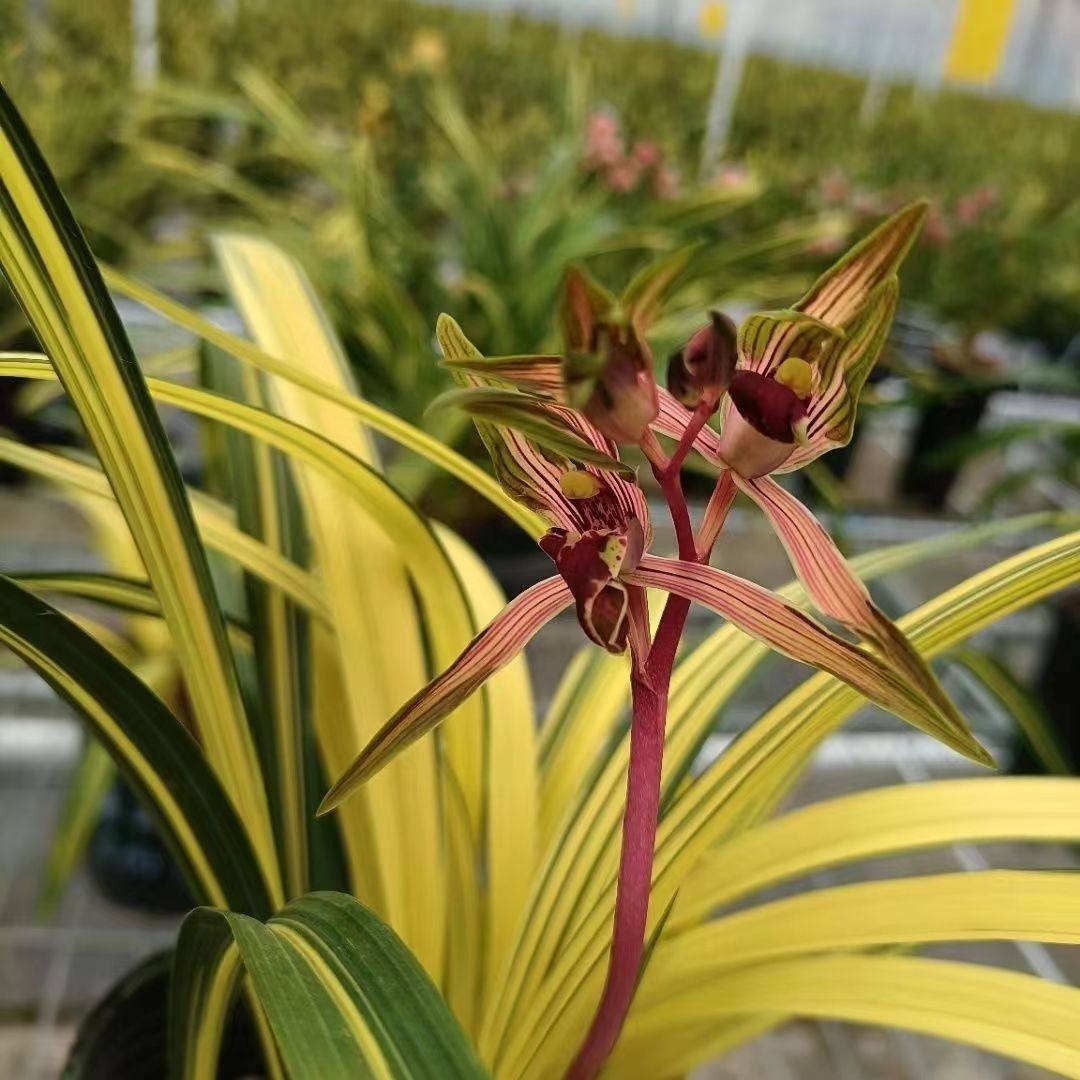 名贵墨兰铭品兰阳之松中透艺草兰花博会特金奖兰花高端花卉盆栽