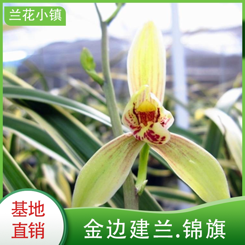 金边建兰锦旗兰花苗四季兰花苗花卉绿植盆栽浓香清香客厅好养易养