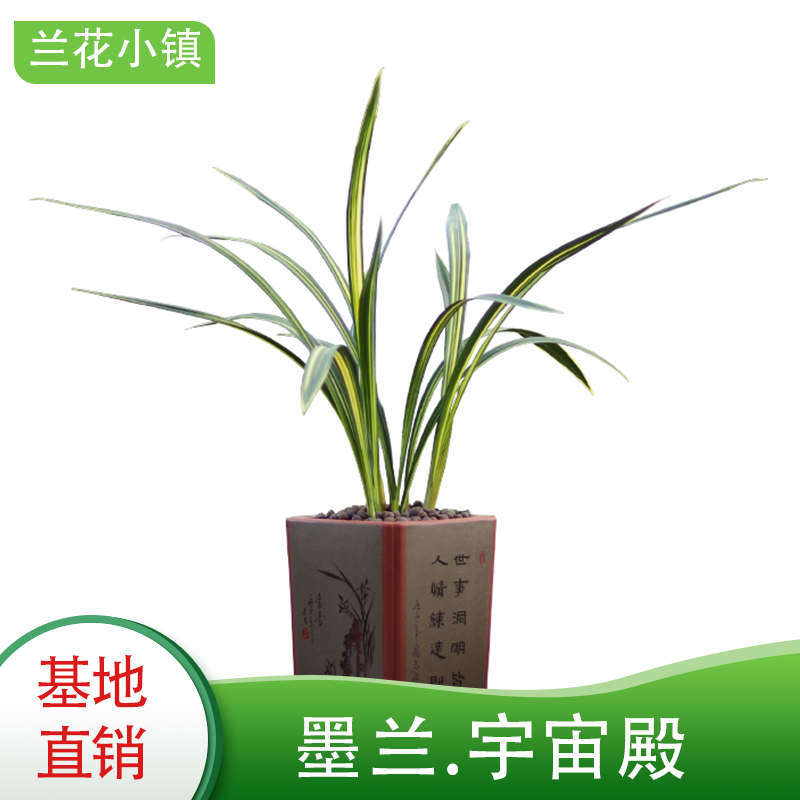 金边墨兰宇宙殿兰花苗线艺名贵兰花绿植盆栽浓香型客厅好养易养