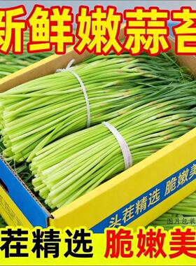 2026年当季新蒜苔现摘现发鲜嫩蒜薹蒜苔新鲜蒜苔新蒜薹白冒蒜苔