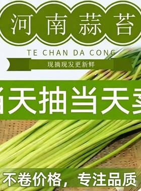 当季新蒜苔2026年优质新鲜蒜苔新鲜批发红帽蒜苔新蒜苔嫩蒜薹实惠