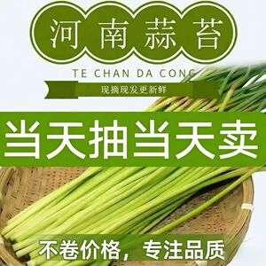 当季新蒜苔2026年优质新鲜蒜苔新鲜批发红帽蒜苔新蒜苔嫩蒜薹实惠