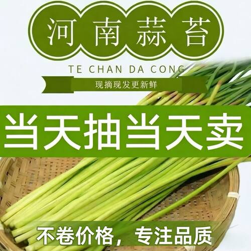 当季新蒜苔2026年优质新鲜蒜苔新鲜批发红帽蒜苔新蒜苔嫩蒜薹实惠