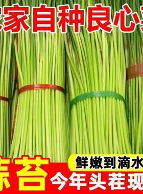 【现摘现发】2026年蒜苔新鲜山东红帽新蒜台嫩现货应季蔬菜蒜薹