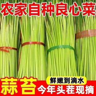 【现摘现发】2026年蒜苔新鲜山东红帽新蒜台嫩现货应季蔬菜蒜薹