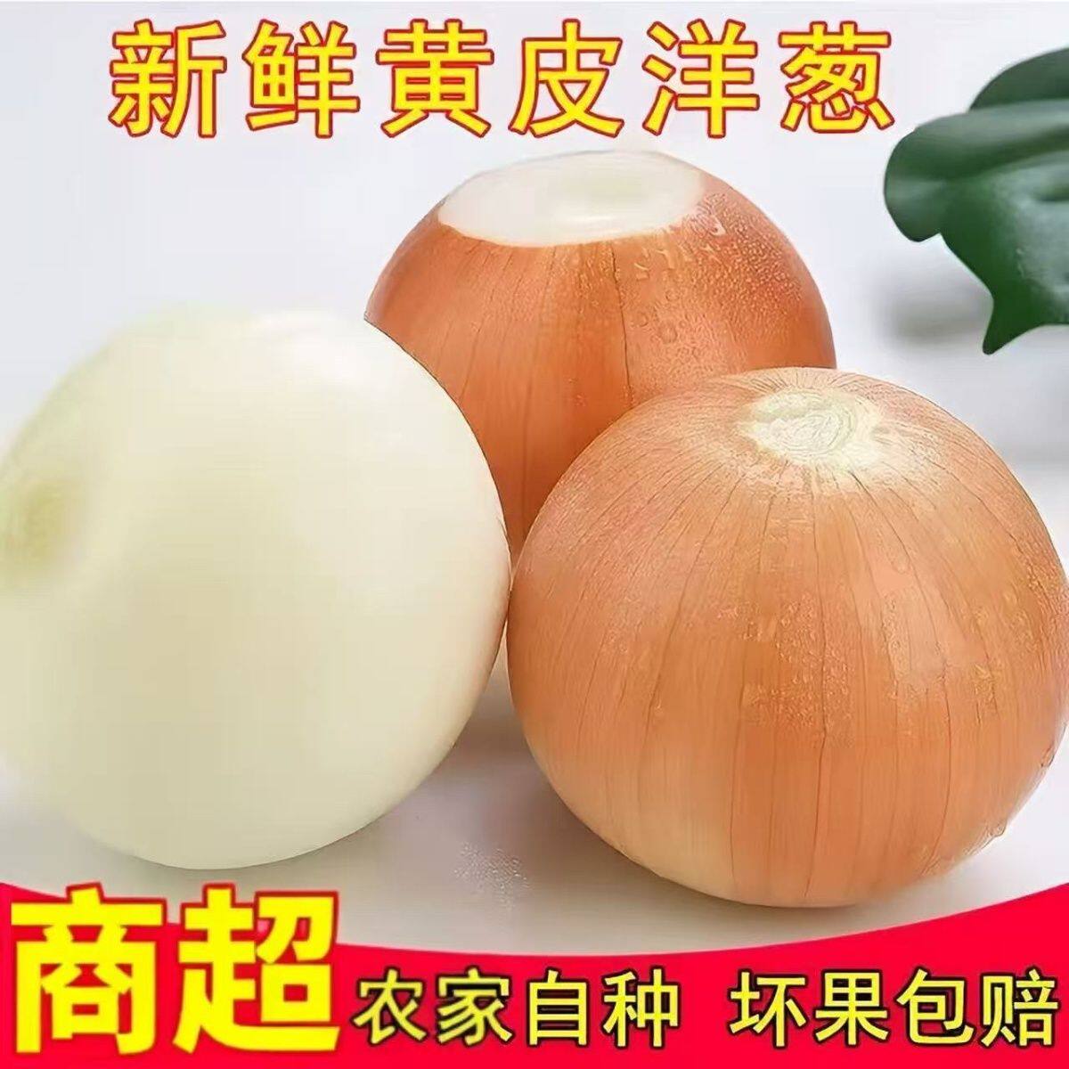 山东特色新鲜黄皮洋葱精选现挖白肉脆甜黄皮大洋葱葱头蔬菜脆甜