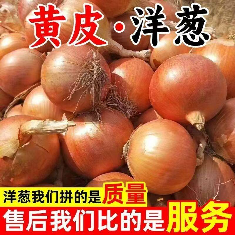 正宗新鲜黄洋葱黄皮白心洋葱黄色洋葱圆葱生吃凉拌葱头农家自种