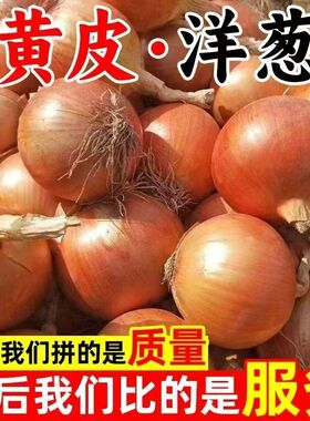 正宗新鲜黄洋葱黄皮白心洋葱黄色洋葱圆葱生吃凉拌葱头农家自种