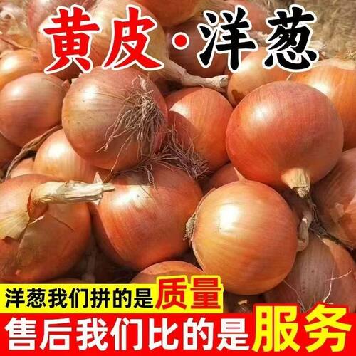 正宗新鲜黄洋葱黄皮白心洋葱黄色洋葱圆葱生吃凉拌葱头农家自种