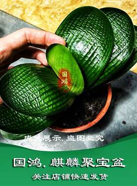 长春精品高端宽短叶麻脸和尚圆头粗筋坑纹油匠虎头狮子头对版发货
