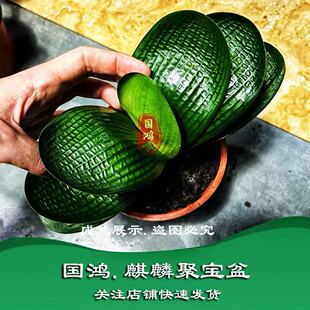 长春精品高端宽短叶麻脸和尚圆头粗筋坑纹油匠虎头狮子头对版发货