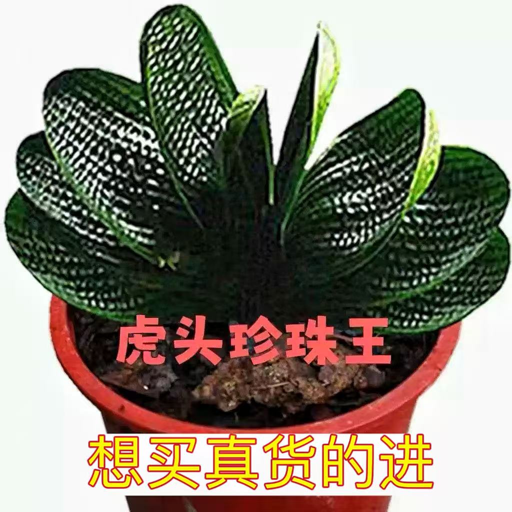 长春精品君子兰虎头珍珠王粗筋麻脸圆头短叶和尚立板红花小苗绿植