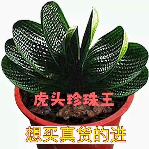长春精品君子兰虎头珍珠王粗筋麻脸圆头短叶和尚立板红花小苗绿植